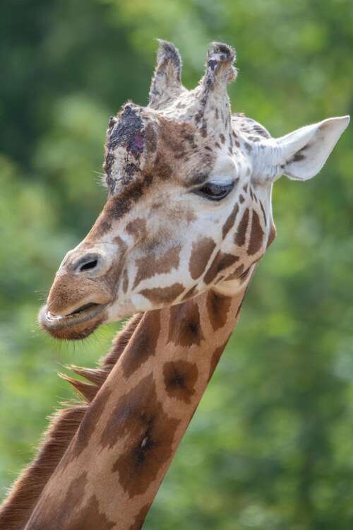 Paignton Zoo